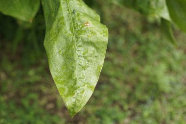 bokeh arkaplan ile yeşil yapraklar