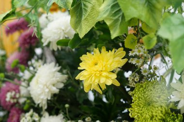 Ortasında sarı çiçekler olan renkli çiçek koleksiyonu.