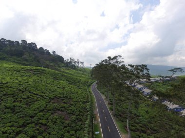 Çay tarlasının ortasında asfalt yol. İnsansız hava aracı Ciwidey Endonezya 'da çekildi.