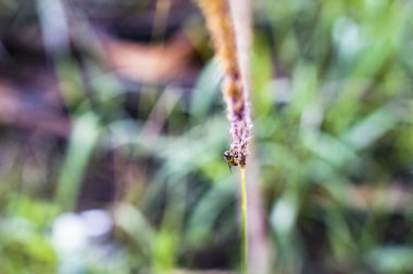 Arılar nişasta çiçeğinin özünü alırlar.