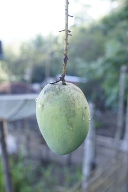 Mango hasat için hazır, fotoğraf yakın plan çekiliyor.