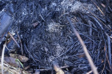 Sumatra Endonezya 'daki orman yangınlarının detayları