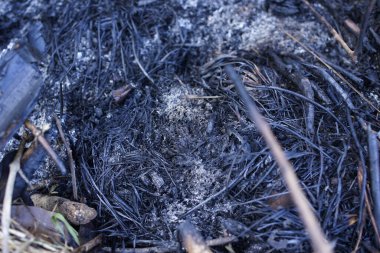 Jambi Endonezya 'da Peatland yangınları