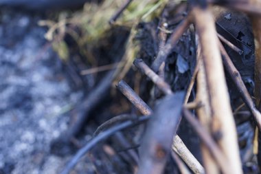 Sumatra Endonezya 'daki orman yangınından kalma odun.