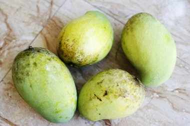 Bir ağaçtan dört yeni mango toplanır.