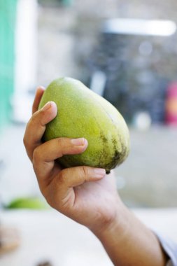 Bahçeden yeni toplanmış mangoları tutan eller.