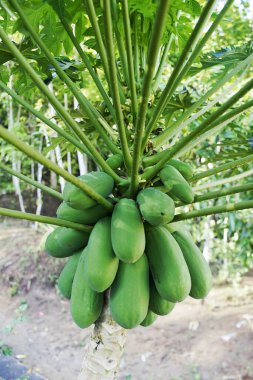 Papaya ağaçları bir sürü meyve verir.