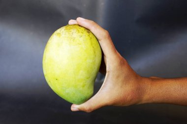 Siyah arka planda genç bir mangoyu tutan bir kadının eli.