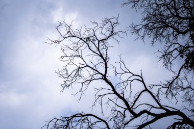 Ciwidey West Java, Bandung Endonezya 'daki Kawah Putih Krateri gölündeki ölü ağaç.