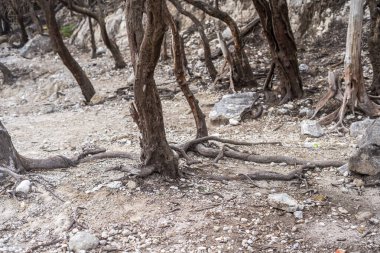 Ciwidey West Java, Bandung Endonezya 'daki Kawah Putih Krateri gölündeki ölü ağaç.