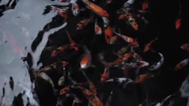 五颜六色的锦鲤鱼在池塘游泳 — 图库视频影像