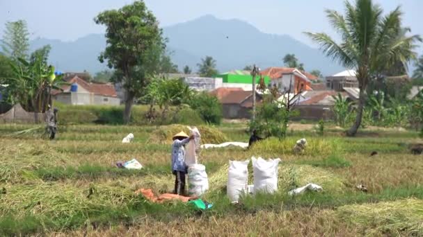 Cianjur 인도네시아 2023 농부들은 쌀밭에서 수확하고 있습니다 — 비디오