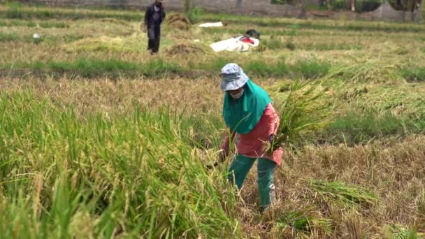 Cianjur Indonésia Outubro 2023 Agricultores Estão Colhendo Arroz Nos Arrozais — Vídeo de Stock