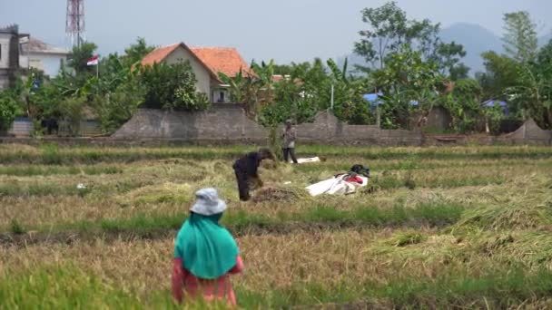 インドネシア Cianjur October 2023 農家が米田で米を収穫している — ストック動画