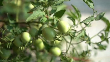 Taze bitkilerde yeşil domates. Yeşillik bitki.