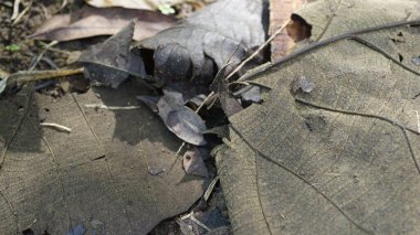 kuru yapraklar kahverengidir