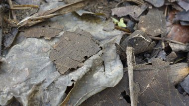 kuru yapraklar kahverengidir