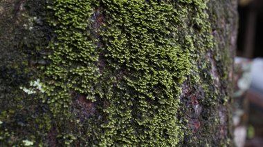 Yosun ağaçta yetişir.