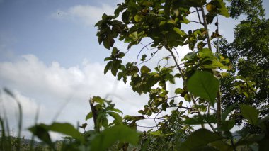 Mavi gökyüzü olan yeşil ağaçlar