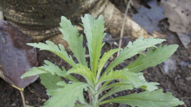 Bahçede yetişen yeşil bitkiler