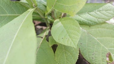 Yeni meşe ağaçları yeşilleniyor