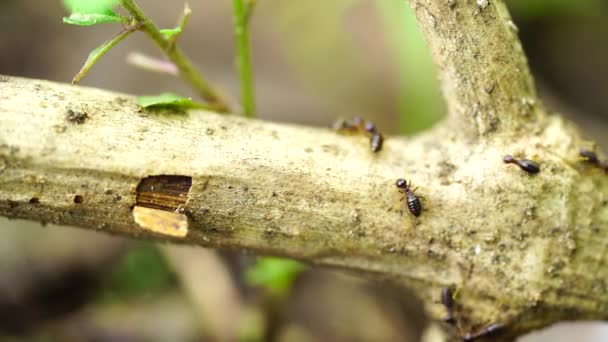 工人白蚁的宏观镜头 白蚁是一种社会性的生物 因为人们吃木头而破坏了他们的木头房子 — 图库视频影像