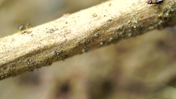 노동자 흰개미의 매크로 흰개미는 나무를 때문에 사람들의 손상시키는 사회적 생물입니다 — 비디오