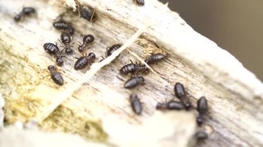 İşçi termitlerin Macro Vuruşu. Termitler insanların ahşap evlerine zarar veren sosyal yaratıklardır, çünkü ahşap yerler.