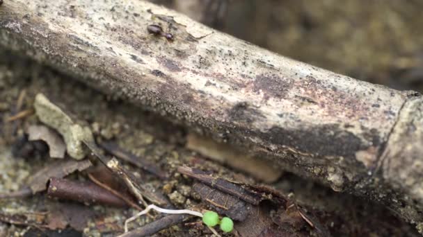 Impuscaturi Macro Muncitori Termitele Sunt Creaturi Sociale Care Deteriorează Casele — Videoclip de stoc
