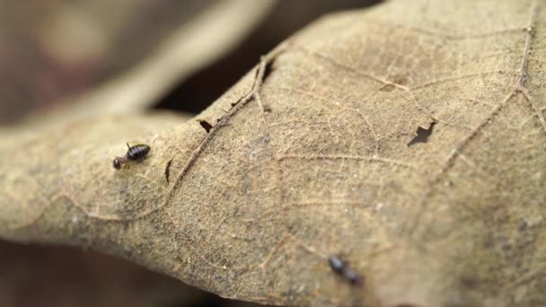 Makro Skott Arbetare Termiter Termiter Sociala Varelser Som Skadar Människors — Stockvideo