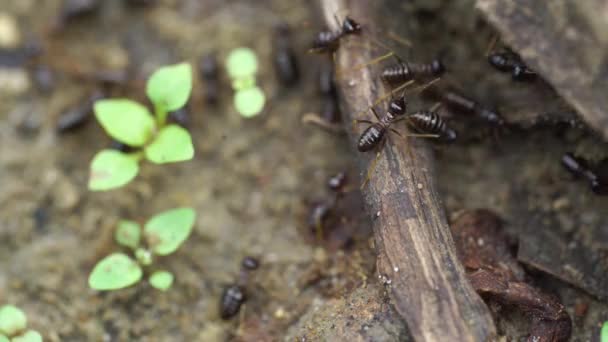 Makro Záběr Termitů Dělníků Termiti Jsou Společenští Tvorové Kteří Ničí — Stock video