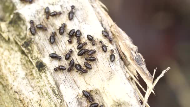 Makroaufnahme Von Arbeitertermiten Termiten Sind Soziale Wesen Die Die Holzhäuser — Stockvideo
