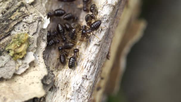 Makro Skott Arbetare Termiter Termiter Sociala Varelser Som Skadar Människors — Stockvideo