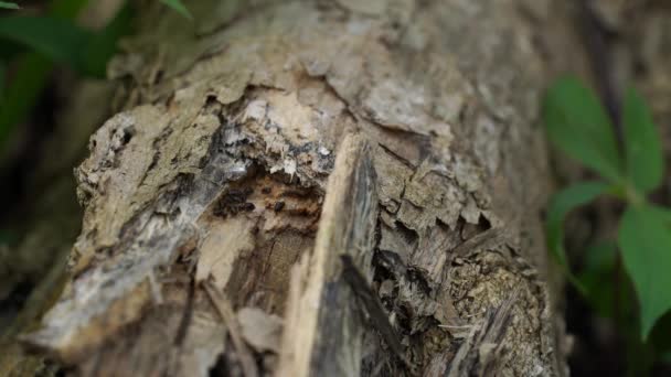 Makroaufnahme Von Arbeitertermiten Termiten Sind Soziale Wesen Die Die Holzhäuser — Stockvideo