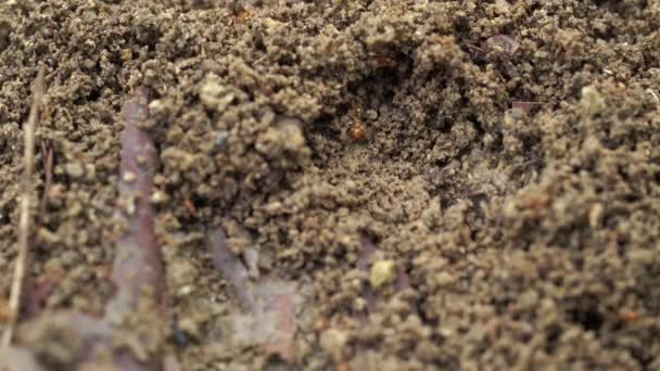 Makroaufnahme Des Lebens Der Roten Ameisen Auf Dem Boden — Stockvideo