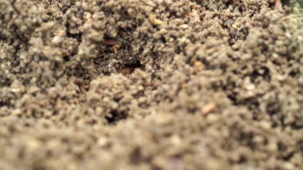 Macro Shot Red Ant Life Ground — Stock Video