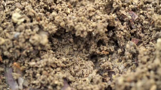 Makroaufnahme Des Lebens Der Roten Ameisen Auf Dem Boden — Stockvideo