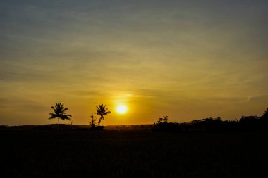Hindistan cevizi ağacının siluetiyle gün batımının atmosferi