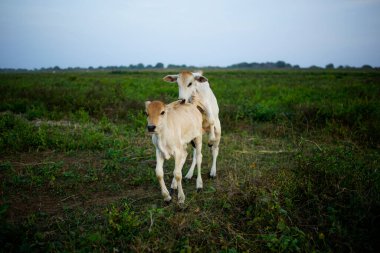 İnekler otlakta diğer ineklere biniyor.