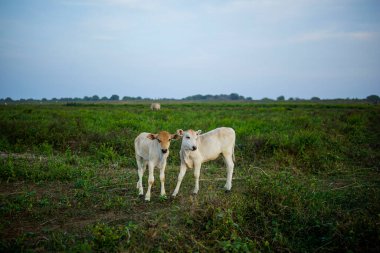 Yeşil otlu iki buzağı.