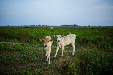 Çayırda iki buzağı