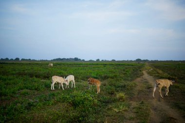 Bahçedeki yeşil çimenli inekler.