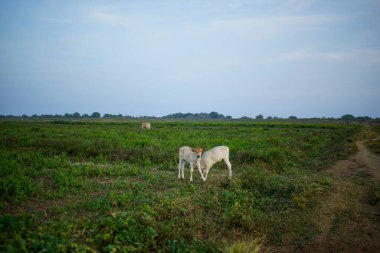 Büyük bir tarlada iki inek.