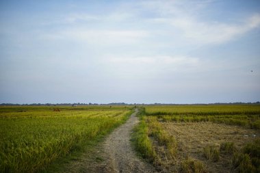Öğleden sonra patikalarda pirinç tarlaları