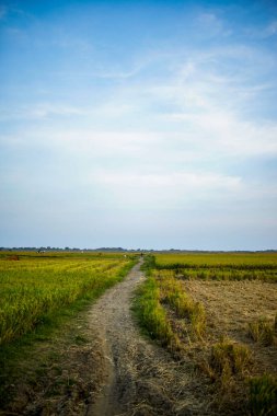gündüz pirinç tarlaları patikaları ve mavi gökyüzü