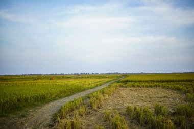 Öğleden sonra pirinç tarlaları