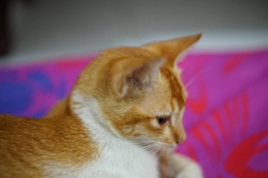 Kameranın önünde poz veren dişi kediyi kapat.