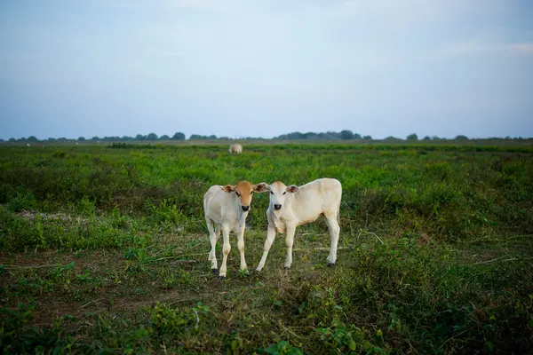 Büyük bir bahçede iki inek.