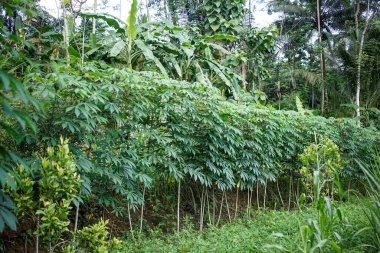 Ceviz ağaçları bahçeyi kaplamıştı.