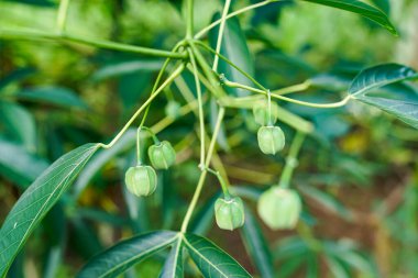 Meyve Endonezya 'daki yeşil bir ormandan geliyor.